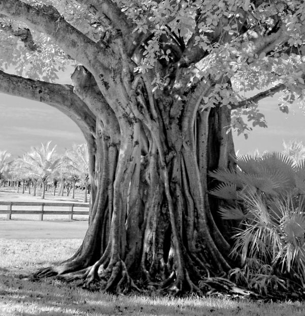 Banyan